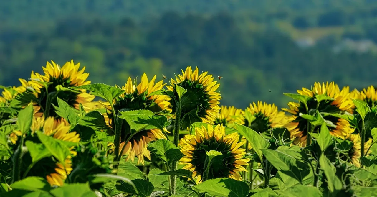 Giallo con un sottotono caldo e freddo