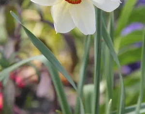 Golden Star