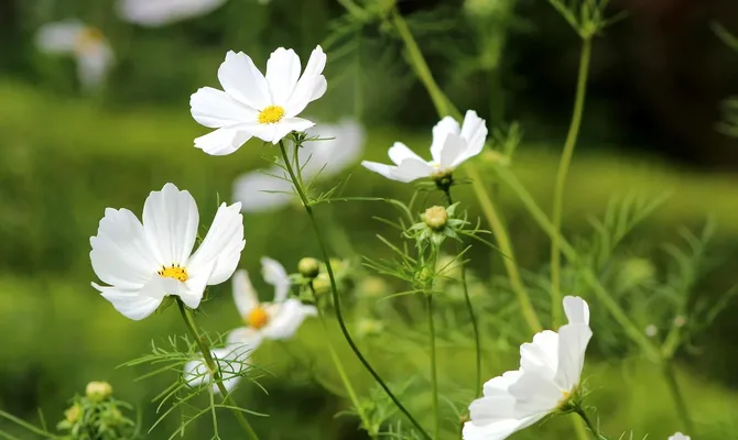 Prodotti cosmetici naturali
